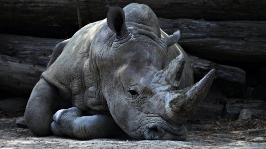 How legalization of the rhino horn trade could impact rhino welfare