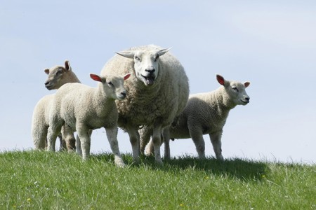 Sheep and plant breeding objectives