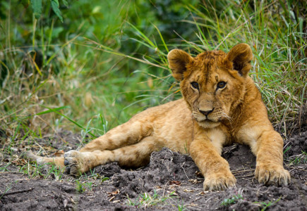 New tool to assess the wellbeing of lion cubs in the wildlife tourism industry